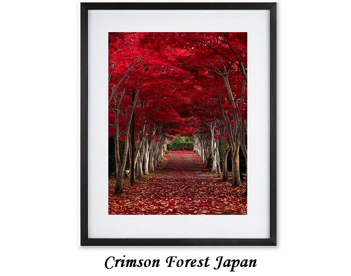 Crimson Forest Japan
